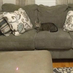 Lasers make Maya beam. | Maya the Cat