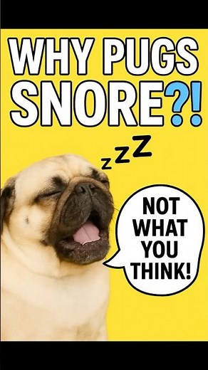 Why Pugs Snore So Much | Cute Dog Facts You Didn’t Know
