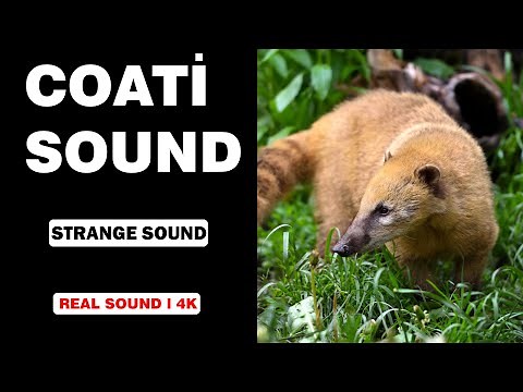 Real Coati Sounds | High Quality | Strange Coati Sound Experience! | 4K