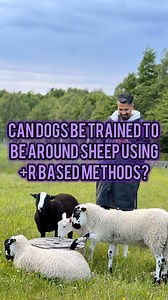 The misconception that reinforcement-based dog training doesn’t work in real-world scenarios is prevalent, especially among those who believe that aversive tools are necessary for controlling behavior in challenging situations. Sheep worrying is often cited as an example to justify the use of such tools, implying that only aversive methods can effectively prevent dogs from chasing livestock. However, this perspective overlooks the efficacy and potential of reinforcement-based training. For insta