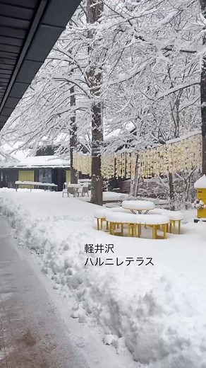 #丸山珈琲ハルニレテラス店 雪の軽井沢☃️❄️ 昼過ぎまで雪が降るようです お出かけの際はお気をつけて！ #軽井沢 #雪 #ハルニレテラス #丸山珈琲 #軽井沢カフェ #スペシャルティコーヒー | MARUYAMA COFFEE