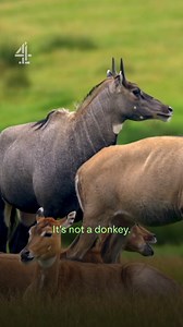 Donkeys?! | Channel 4