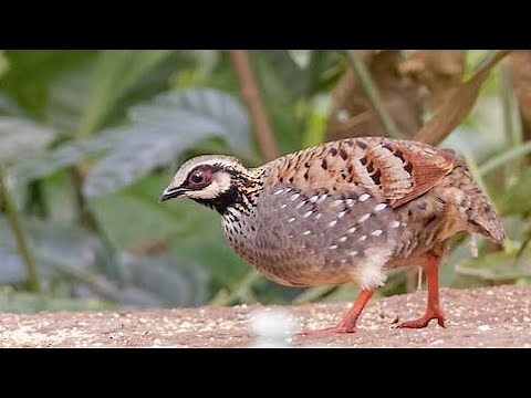 White cheeked partridge (Arborophila atrogularis) sound - call and song