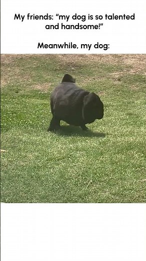 Funny Pug Slides Weirdly Down Hill!