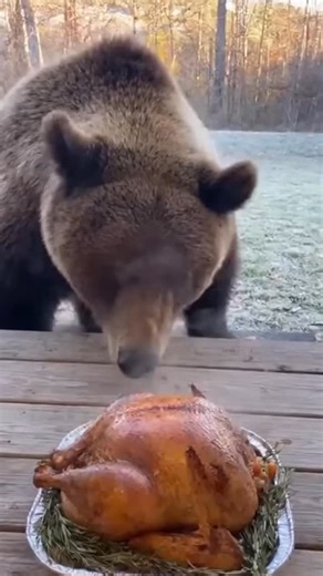 2.4K reactions · 147 shares | Put that bird down! You already got enough stuffing in that belly. Sneaky Grandma藍 . . . . . . . . #grandma #grandpa #bear #mommabear | Buddy Sparkle | Facebook