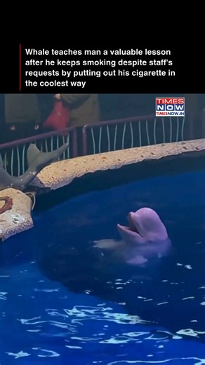 187K views · 958 reactions | A beluga whale at a Chinese aquarium surprised viewers by splashing water to put out a man's cigarette in a no-smoking zone. However, the aquarium revealed the dramatic scene wasn’t spontaneous and the entire sequence was staged as part of preparations for a fire-safety awareness video. [Whale, China, No smoking] #TNTrendingNow | TIMES NOW | Facebook