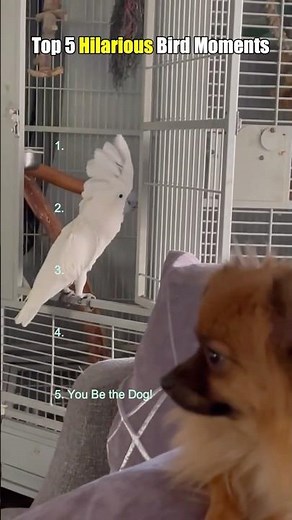 Top 5 Hilarious Bird Moments You Won't Believe! 😂