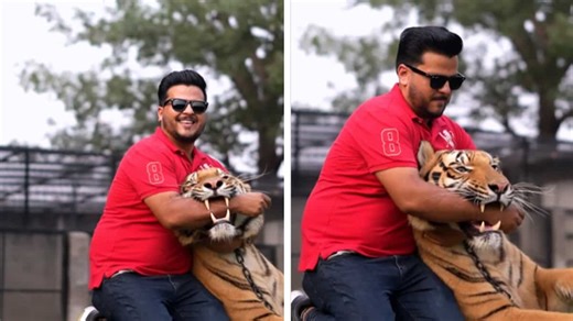 Watch: Pakistani digital creator inserts his hand in tiger's mouth, gets slammed by netizens