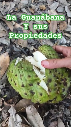 Soursop and its properties #soursop #guanabana #medicinalplants #exoticfruits #fruits