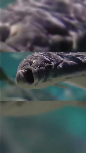 Beautiful Sea Fish in the Ocean 🐠 | Colorful Tropical Fish & Relaxing Underwater World 4K