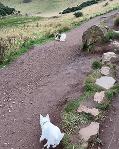 Edinburgh Chihuahua Cafe on Reels | Facebook