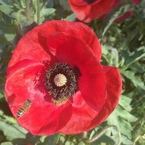 9.8K views · 506 reactions | #Remembranceday The 11th hour of the...