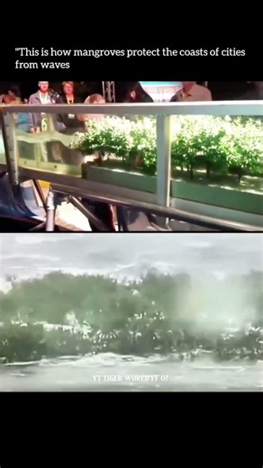 Save trees save Earth 🌎#trendingshorts #viralvideo #shorts