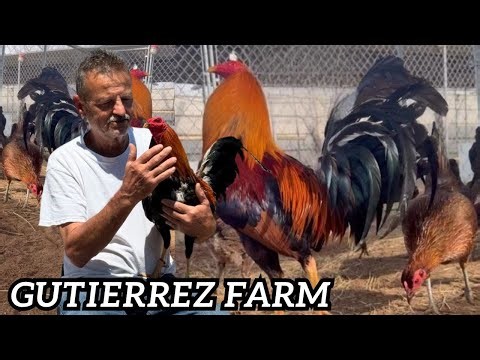 Gutierrez Farm California - Cleaning and Feeding Time Shape Chicken Coop Outdoor Breeding Pens