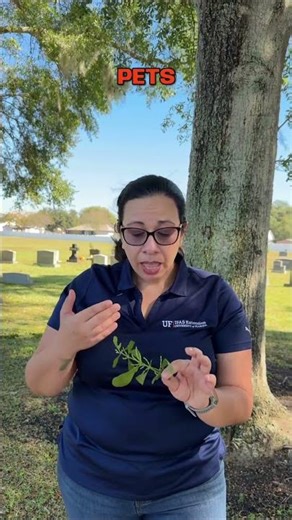 Tree Tips | Mistletoe