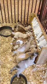 Baby Goats Feeding Time 😍 | Satisfying Farm Life Video #shorts