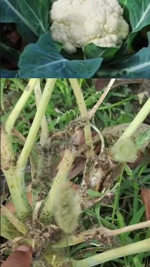 Biennial plant #ncert #biology #botany #taxonomy #lsi #bsc #bscbotany