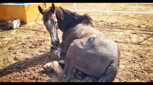 Left to Die – The Heartbreaking Story of a Horse Sold for Meat