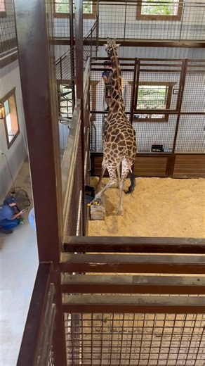 This is a must-see! We are excited to unveil our new training corner in the giraffe barn, featuring adjustable upper and lower sections that enable safe and voluntary interactions with the giraffes. Each section can be opened to access any area of the giraffe. With three panels on each side of the corner offering this capability, we continue to prioritize innovation and improvement. | Highpoint Haven