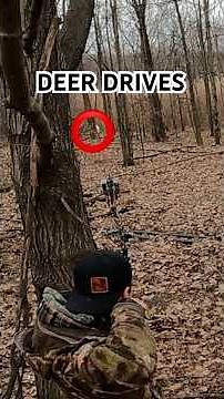 DEER DRIVE ACTION! #hunting #deerhunting #deerdrives #deer #deerseason