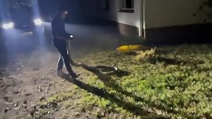 Southern African python behind Groombridge shops .. Again just a testimony that certain snakes have adapted well to living side by side with Humans 🌾🌾🌾🌧️🐍🙏 | Chawatama Marimo