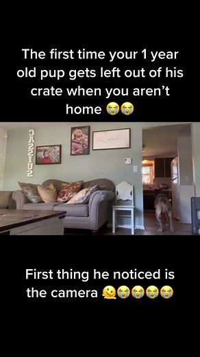 His first time being left home alone out of his crate. Hes such a goof 😭😭 #mastiff #mastiffsoftiktok #northamericanmastiff #chocolatemerle #merlemastiff #dogsoftiktok