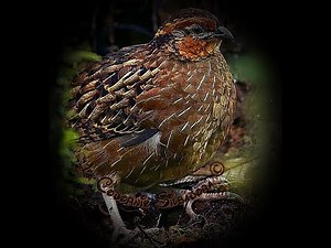 🕊️ Canto de la Codorniz Silbadora 🕊️