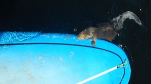 Did you know squirrels swim? Some even try to  paddleboard