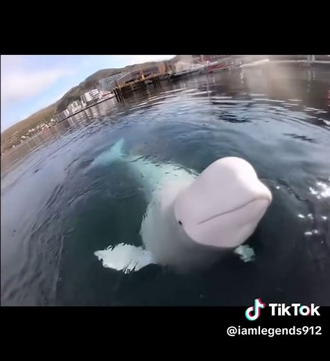 Explore the Amazing World of Beluga Whales