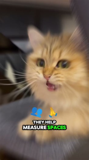 😺 Mind-Blowing Cat Facts You Never Knew! (Number 5 is Crazy)