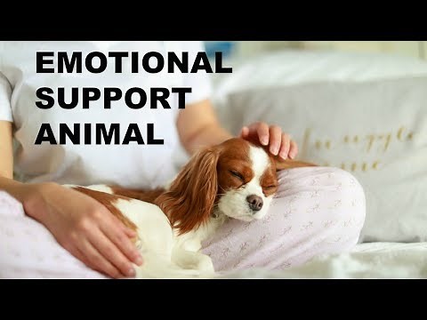 Emotional Support Dog - How to Get an Emotional Support Animal