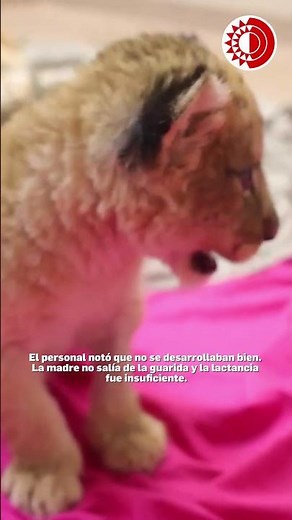Esperanza para los leones: nacimiento en Knoxville fortalece diversidad genética