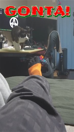 【ゴン太川柳】飼い主の、股間で寝たい、ゴン太くん No.S776【#保護猫】