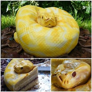 52K views · 781 reactions | THE SNAKE CAKE!!!  Amazing!!! Would you eat it? Visit us: www.myincrediblerecipes.com via: https://www.pinterest.com/pin/381891243374479305/ | Recipes From Heaven | Facebook