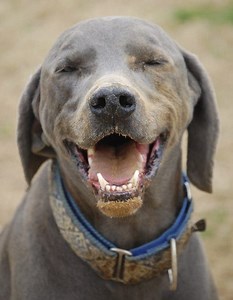 My Dog Digs Holes in My Beautiful Yard. What Can I Do About It ?