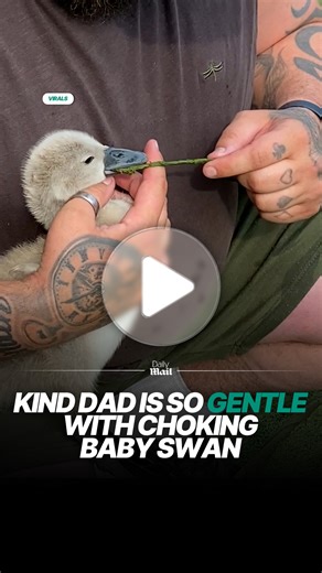 Kind dad is so gentle with choking baby swan 😍 #babyswan #animalrescue #viral #fblifestyle | Daily Mail Entertainment