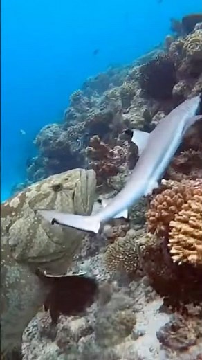 GIANT GROUPER DEVOURS A SHARK! (Shocking) #Giant Grouper #Shark #SeaLife #fishing