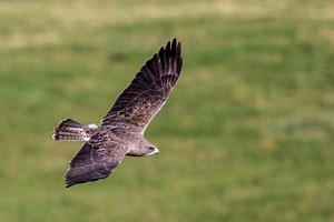 Aerial odysseys: bird migration in the Americas