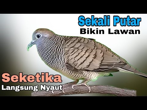 PANCINGAN PERKUTUT SUARA PANGGILAN PERKUTUT PIKAT SEKALI PUTAR SEKETIKA BIKIN SEMUA LAWAN AUTO NYAUT