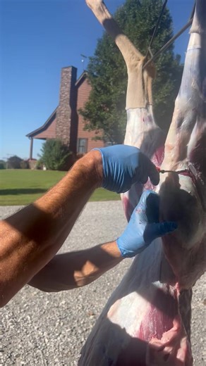 Cedar Ridge Whitetails | Deboning the buck #deerhunting #butcher #hunting | Instagram