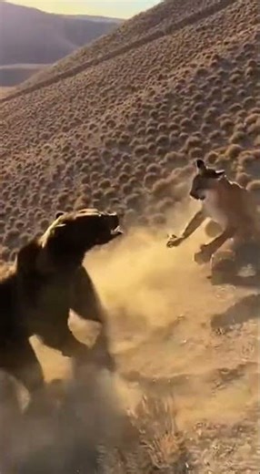 Epic Wildlife Showdown: Bear vs. Puma #Bear #shorts