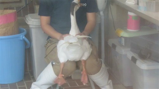 くるりんがっちゃんからのオムツ装着ハズカチィ～(/ω＼)※マッサージ前の準備です　オムツしないとスタッフさんが大変なことになるのです🤣#王子動物園 #ふれあい広場 #ガチョウ