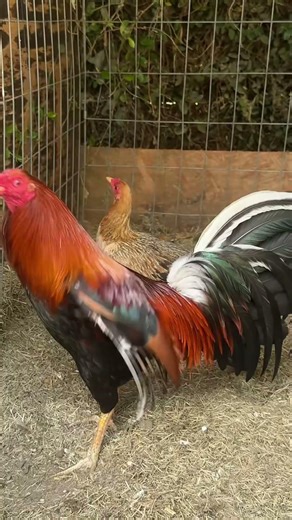 🔥 GALLO CHAMPION 🏆🐓Calidad y genética fina.#gallos#gamefowl #CHOCHASMX
