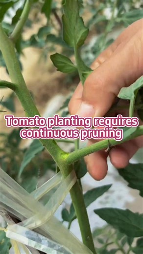 1.7M views · 15K reactions | Tips of pruning tomato to achieved high yield and more harvest #plants #tomato #reels | Lee Yumi | Facebook