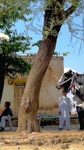 Cow Handling Techniques: A Guide to Leading Cattle