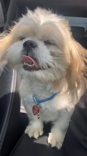 Final Draft on Instagram: "Miss You Big Boy 🐾😔 Love You Forever ♾️"