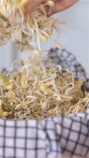 Make Bean Sprout at Home & Eat it for everyday health