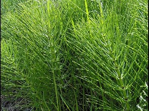 Horsetail Medicine