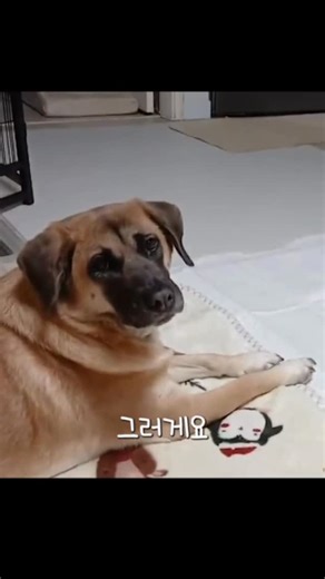 아크보호소(구 계양산시민동물보호소) on Instagram: "열여섯 번째 누렁이, 아이비를 소개합니다 저는 B1-23였던 아이비예요 아크에서 손꼽히는 작은 누렁이예요 훈련소에 다녀와 교육도 받고, 지금은 임보 집에서 하루하루 더 잘해보려고 열심히 노력 중이에요 산책도 잘하고, 어린아이와도 잘 지내요 작은 강아지 친구들과도 문제없이 어울릴 수 있어요 2025년, 정말 고마웠어요. 이모들 덕분에 저는 늘 공주처럼 사랑받으며 지낼 수 있었어요 2026년도 잘 부탁드릴게요! 더 많이 웃고, 더 행복해질 준비 되어 있어요 📍후원계좌 사단법인 아크 우리은행 1005-304-794948 입금 시에 ‼️아이비‼️를 적어주세요 📍정기후원 신청 (기부금영수증 발급 가능) 👉 아크보호소 프로필 링크를 통해서 가능합니다 📍문자 후원 #70791010 (# 포함) 문자 한 통으로 2,000원이 후원됩니다."