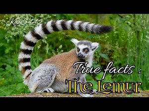 The Lemur | True facts : The Lemur